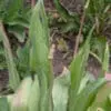 Pella Tulip Festival opens with many flowers already done blooming