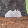 Rare white fawn spotted in southern Iowa