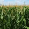 Iowa farmers call for renewal of US trade deal with Canada and Mexico
