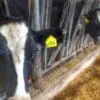 Iowa state veterinarian says spread of parasite is very concerning