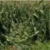 Crop insurance guidance key for Iowa farmers recovering from June storms
