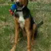 Iowans should prep their pooches before a night of fireworks