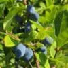 Honeyberries could be Iowa’s next go-to niche crop