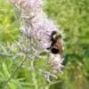 Iowans can learn how to catch-and-release bumble bees for science project